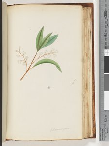 Page 150. Elaeocarpus by Unknown artist