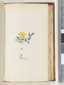 Unidentified plant by Unknown artist