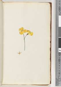 Page 15. Unidentified plant