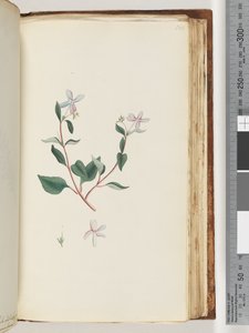 Unidentified plant by Unknown artist