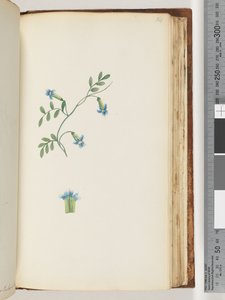 Page 164. Unidentified creeper by Unknown artist