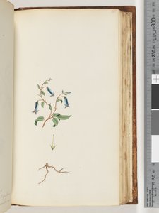 Unidentified plant by Unknown artist