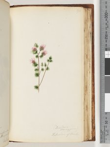 Decandria Monogynia. Kalmoides of Banks