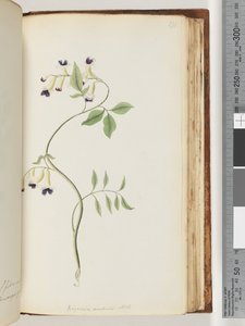 Page 171. Bignonia Australis H.K by Unknown artist