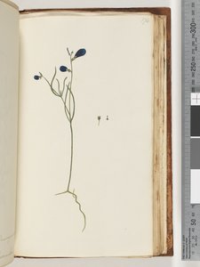 Page 174. Unidentified Plant