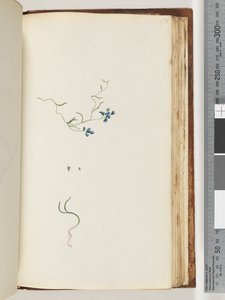 Page 178. Unidentified plant by Unknown artist