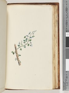 Page 179. Unidentified plant by Unknown artist