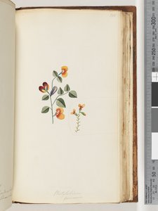 Page 180. Platylobium Formosum, Handsome Flat-pea by Unknown artist