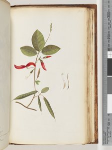 Page 183. Unidentified Plants