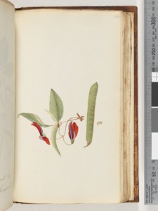 Page 184. Creepers or Woodbines by Unknown artist