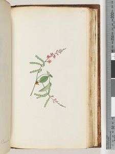 Page 186. Flowering plant, a Creeper by Unknown artist