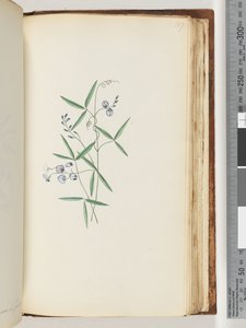 Unidentified Plant by Unknown