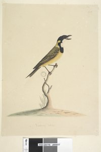 Page 18. Natural Size Golden Whistler Pachycephala Pectoralis, Male, 1791-92 by Unknown artist