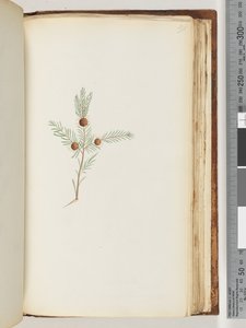 Unidentified Plant by Unknown