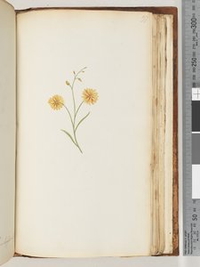 Unidentified Plant by Unknown