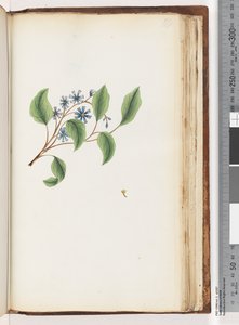Unidentified Plant by Unknown