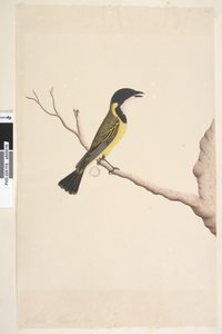 Natural Size Golden Whistler by Unknown artist