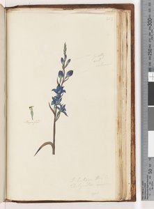 I Believe This Is Thelymitra Ixioides (Spotted Sun Orchid)