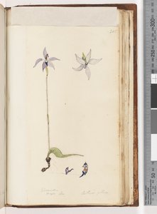 Page 205. Glossodia. Major On. Arethusa pilosa / Wax Lip Orchid by Unknown artist