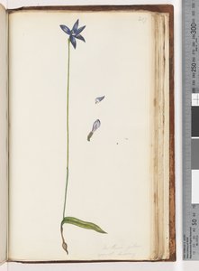 Arethusa Pilosa (Wax Lip Orchid)