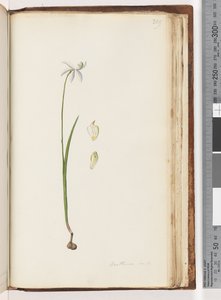 Page 209. Arethusa certe? by Unknown artist