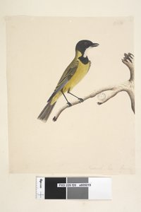 Golden Whistler by Unknown artist