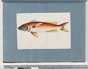 Unidentified Fish by Unknown artist