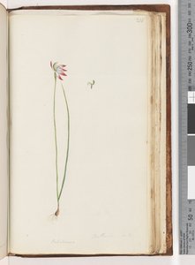Page 210. Arethusa Certe?, Caladenia