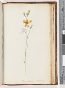 Page 213. Diuris Aurea, Exot. Bot. t. 9, Golden Donkey Orchid