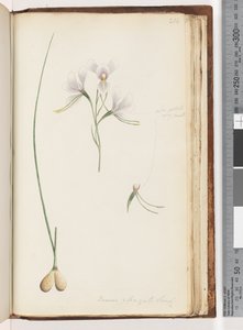 Diuris Elongata Saracty? (Purple Donkey Orchid) by Unknown