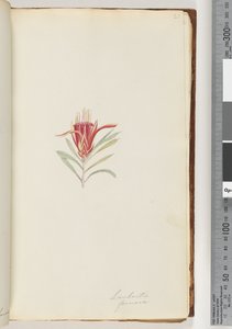 Page 21. Lambertia formosa / Mountain Devil by Unknown artist