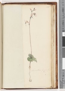 Page 221. Acianthus fornicatus Br Pixie Caps