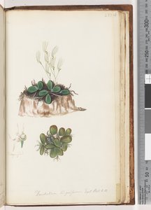 Page 223. Dendrobium linguiforme Tongue Orchid