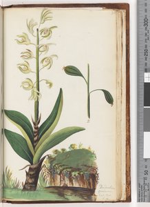 Page 225. Dendrobium speciosum Exot. Bot. t. 10