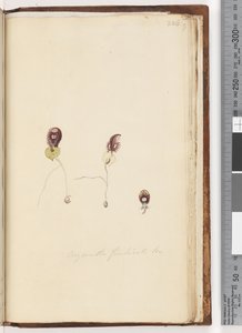 Page 226. Corysanthes fimbriata Fringed Helmet Orchid by Unknown artist