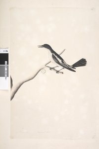 White-winged Triller, male, 1791-92