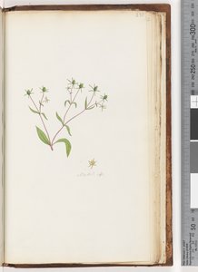 Page 231. Madia sp by Unknown artist