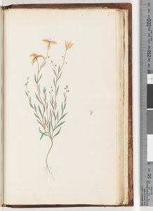 Unidentified Plant by Unknown