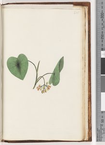 Page 235. Unidentified plant by Unknown artist