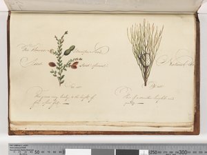 Page 238. Unidentified plant by Unknown artist