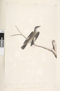 Brown Tree Creeper, 1791-92