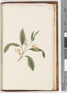 Page 240. Unidentified plant by Unknown artist