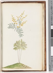 Page 243. Unnamed flowering plant