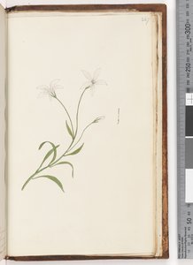 Page 247. Unidentified plant by Unknown artist
