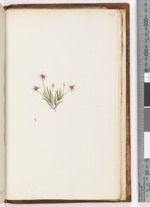Unidentified Plant by Unknown