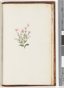 Page 249. Unidentified plant by Unknown artist