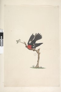 Page 24. Natural Size Scarlet Robin Petroica Multicolor, Male, Norfolk Island, 1791-92 by Unknown artist