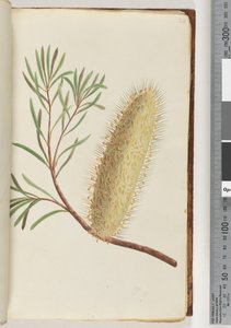 Page 24. Unnamed flowering plant