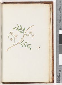 Page 251. Unidentified plant by Unknown artist