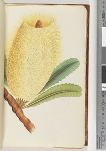Page 25. Unidentified Plant